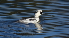 DSCN4907：ミコアイサ（オス）