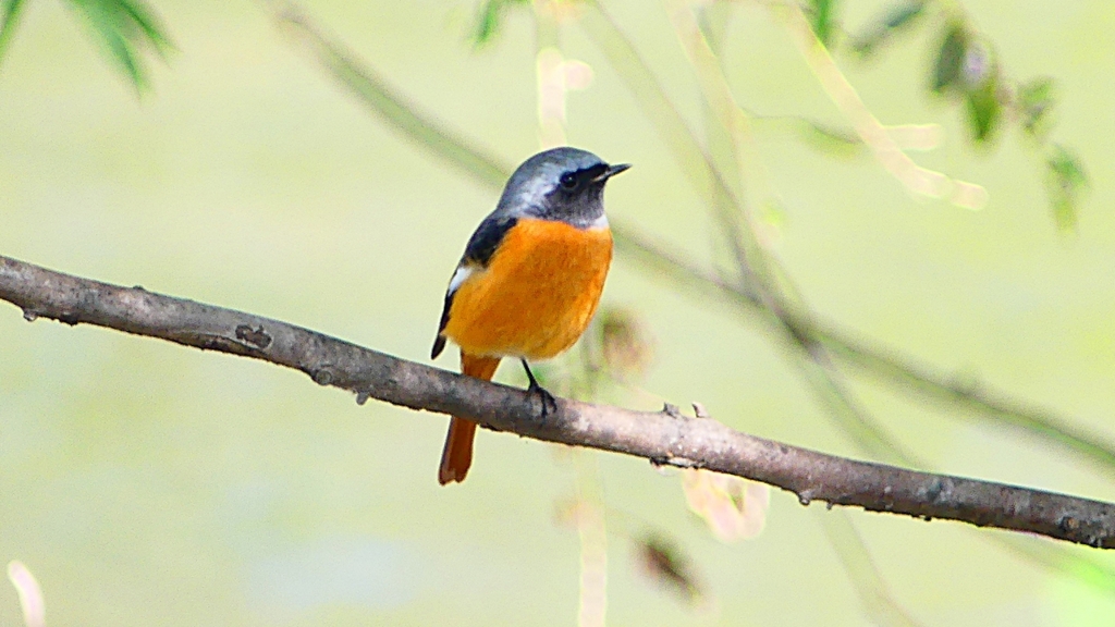 P2300526：ジョウビタキ（オス）