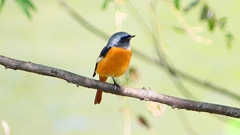 P2300526：ジョウビタキ（オス）