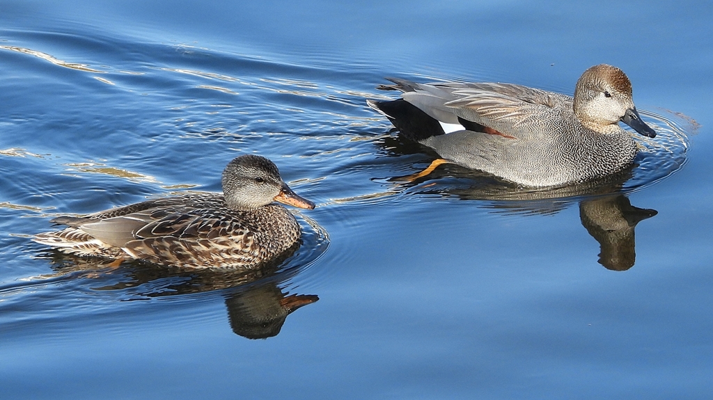 DSCN9711：オカヨシガモ