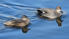 DSCN9711：オカヨシガモ