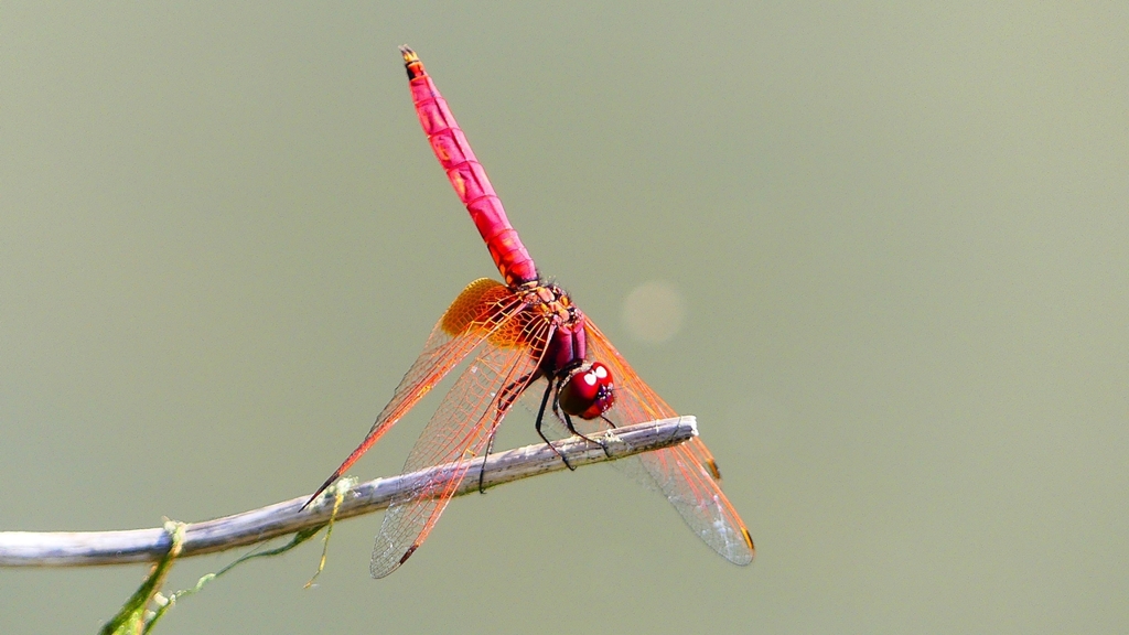 P2300700：ベニトンボ（オス）