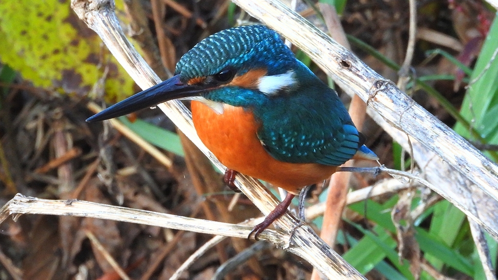 DSCN5156：カワセミ（オス）