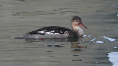 DSCN3221：ウミアイサ（オス）