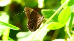 P2260534：クロヒカゲ