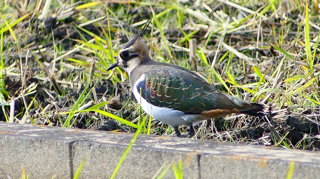 P2340824：タゲリ