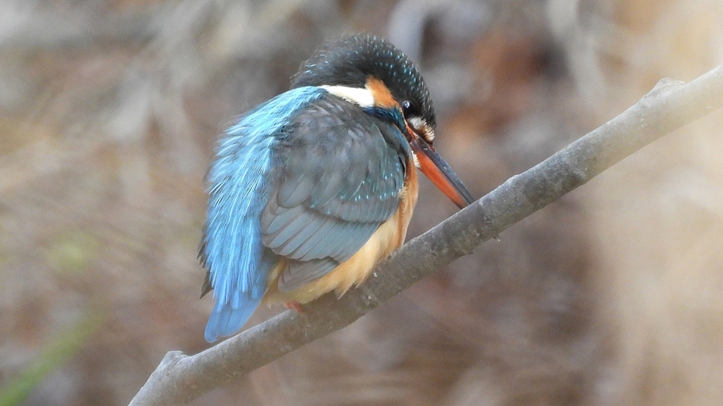 DSCN7926：カワセミ（メス）