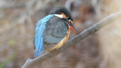 DSCN7926：カワセミ（メス）