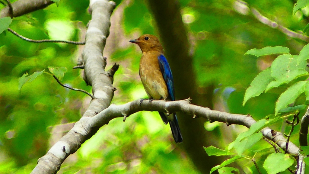P2260745：オオルリ（オス若鳥）