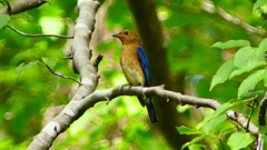 P2260745：オオルリ（オス若鳥）