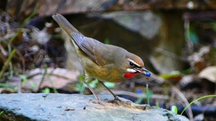 P2310229：ノゴマ（オス