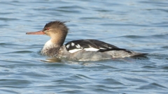 DSCN3274：ウミアイサ（オス）