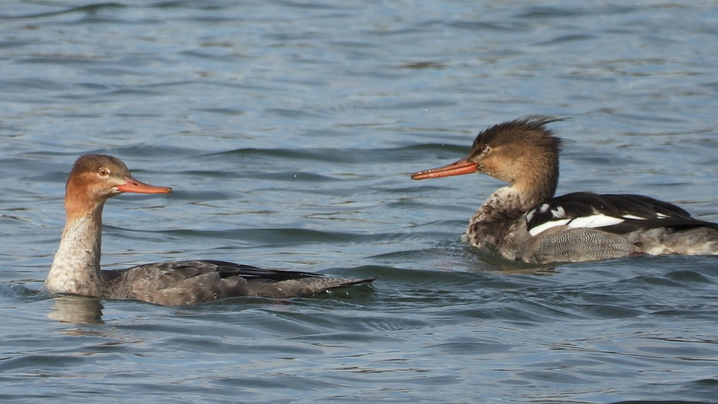 DSCN3267：ウミアイサ