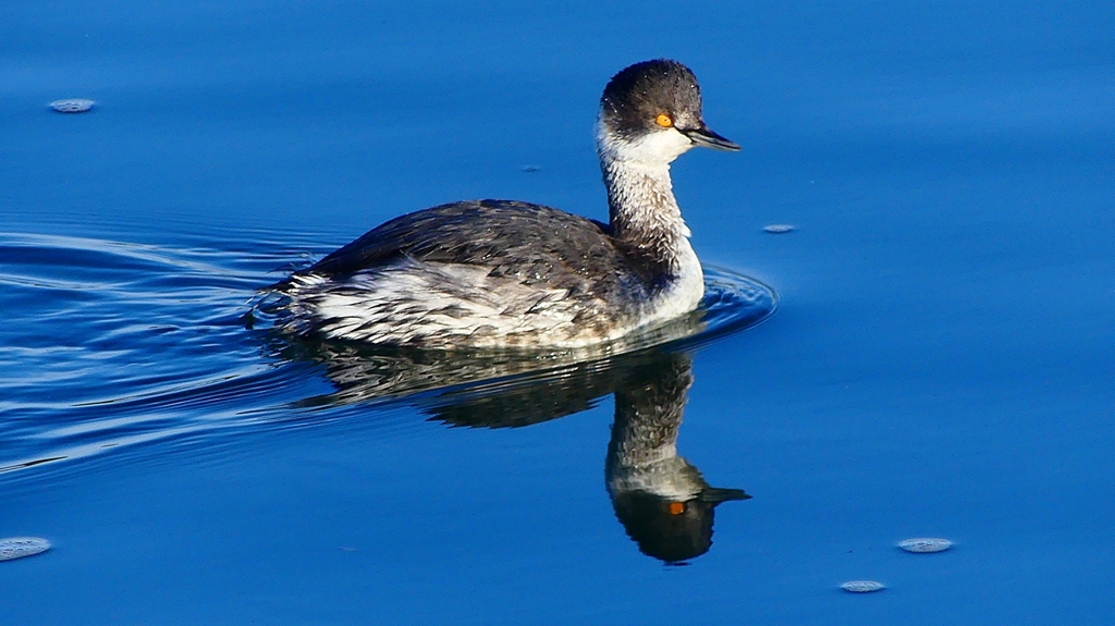 P2370158：ハジロカイツブリ