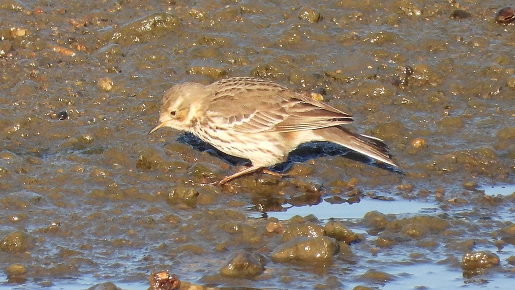 DSCN6487：タヒバリ