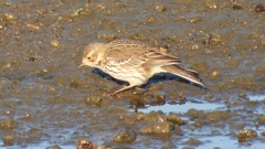 DSCN6487：タヒバリ