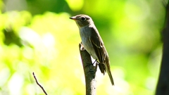 P2300043：コサメビタキ