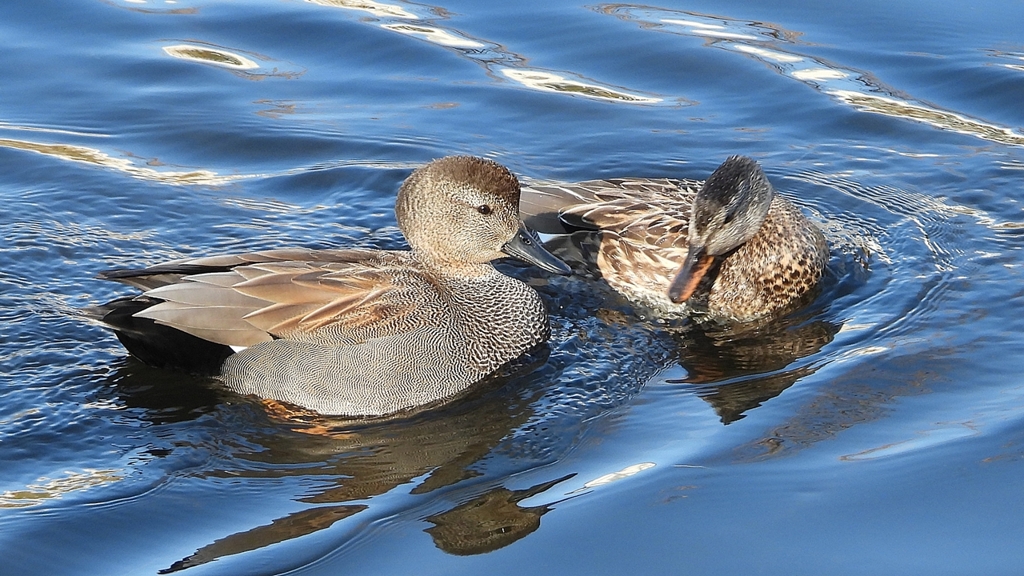 DSCN9718：オカヨシガモ