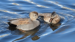 DSCN9718：オカヨシガモ