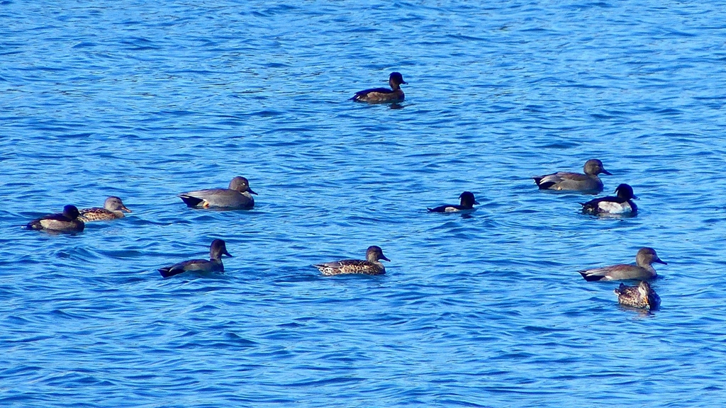 P2320525：カモ類