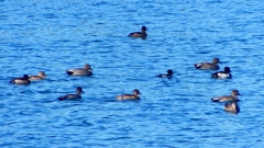 P2320525：カモ類