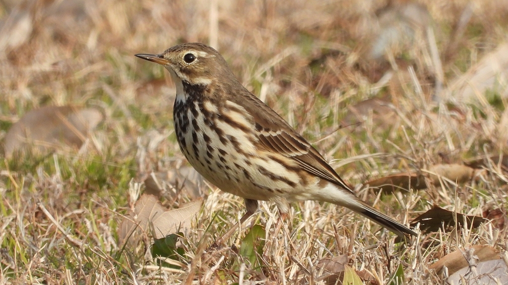 DSCN7568：タヒバリ