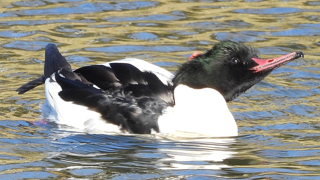 DSCN1843：カワアイサ（オス）