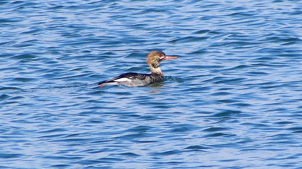 P2410751：ウミアイサ