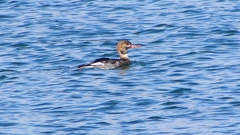 P2410751：ウミアイサ