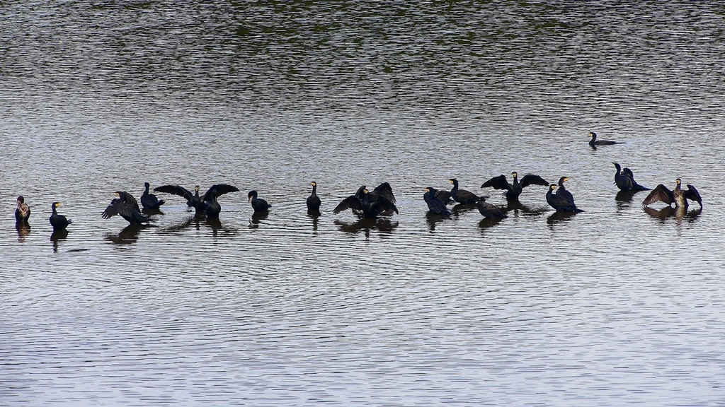 P2360855：カワウ他