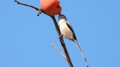 DSCN5996：エナガ