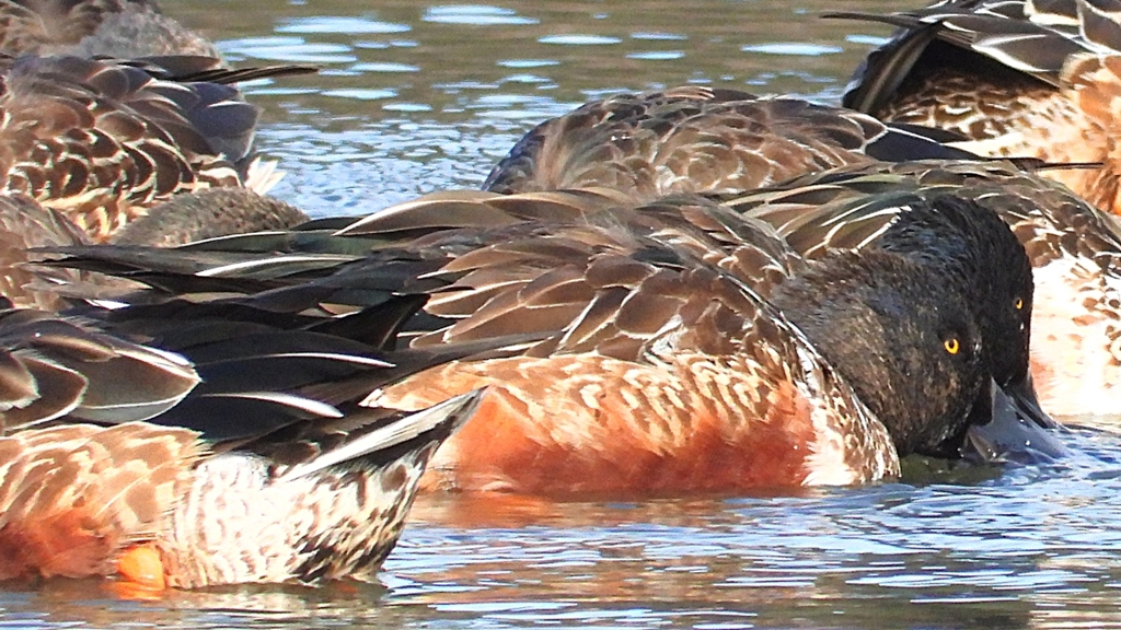 DSCN6084：ハシビロガモ