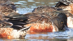 DSCN6084：ハシビロガモ