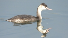 DSCN4294：カンムリカイツブリ