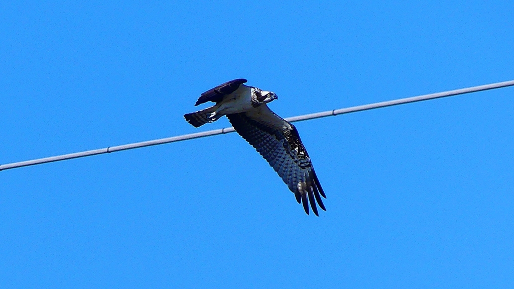 P2270448：飛ぶミサゴ