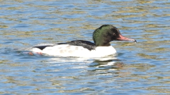 DSCN1959：カワアイサ（オス）