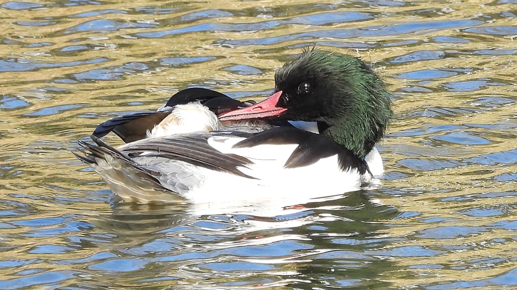 DSCN1876：カワアイサ（オス）