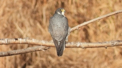 DSCN1485：ハヤブサ