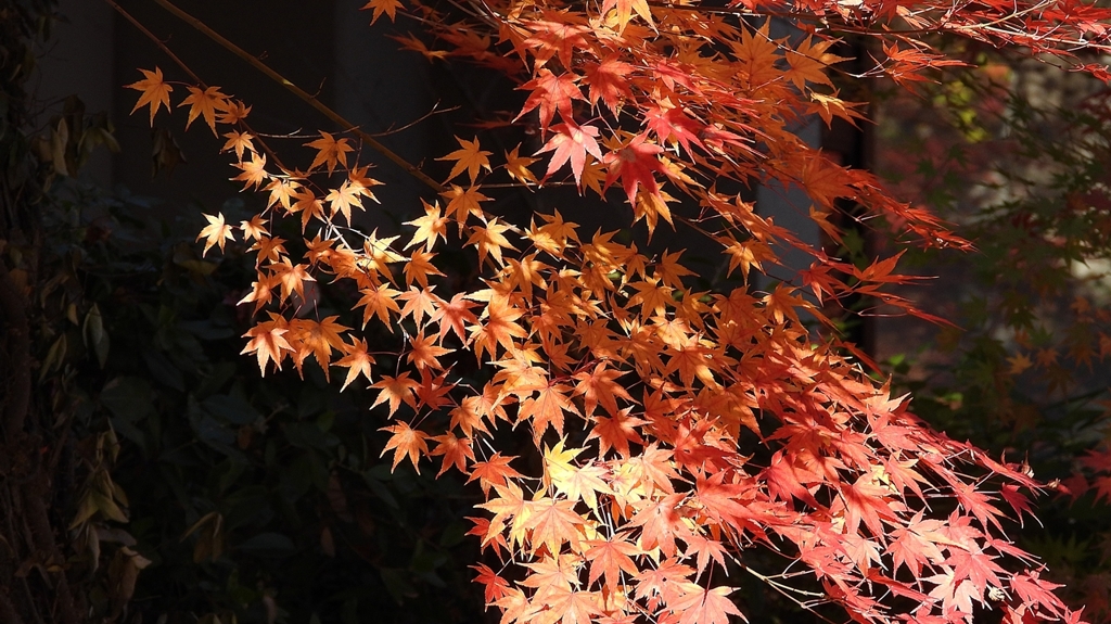 DSCN1296：紅葉
