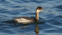 DSCN9281：ハジロカイツブリ