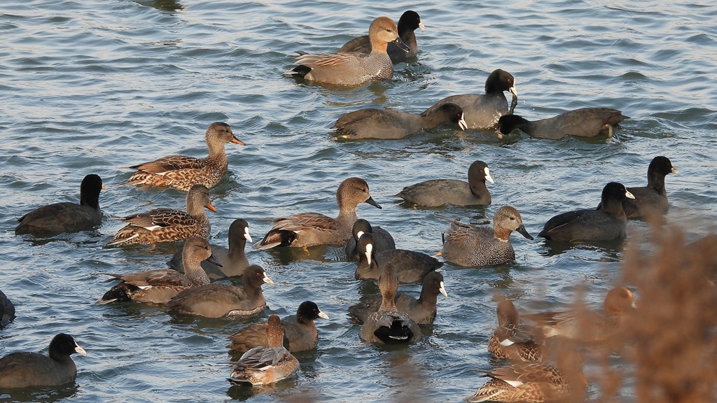 DSCN3890：オカヨシガモ他