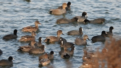 DSCN3890：オカヨシガモ他