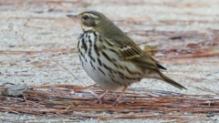 DSCN8232：ビンズイ