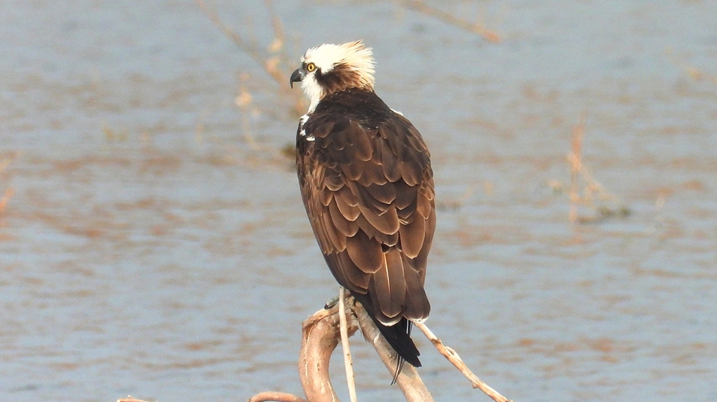 DSCN7348：ミサゴ