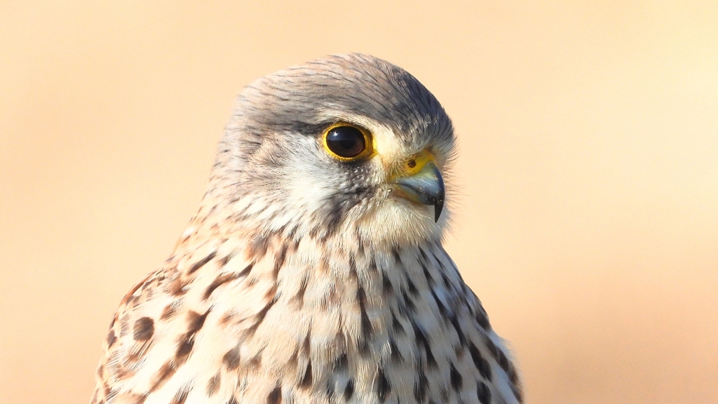 DSCN6716：チョウゲンボウ