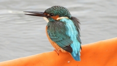 DSCN0589：カワセミ（オス）