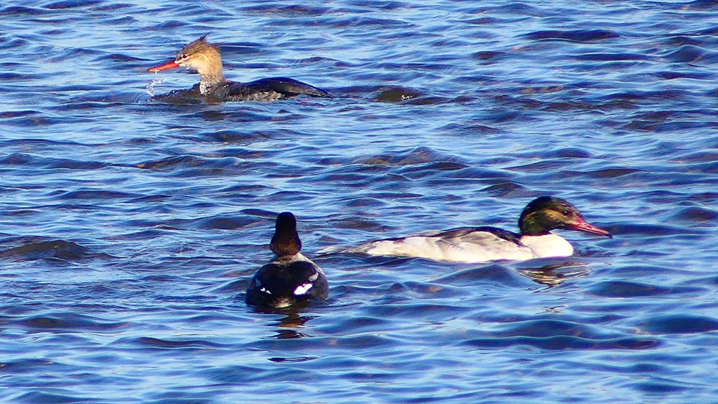 P2380647：カワアイサ他