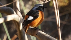 DSCN9013：ジョウビタキ（オス）