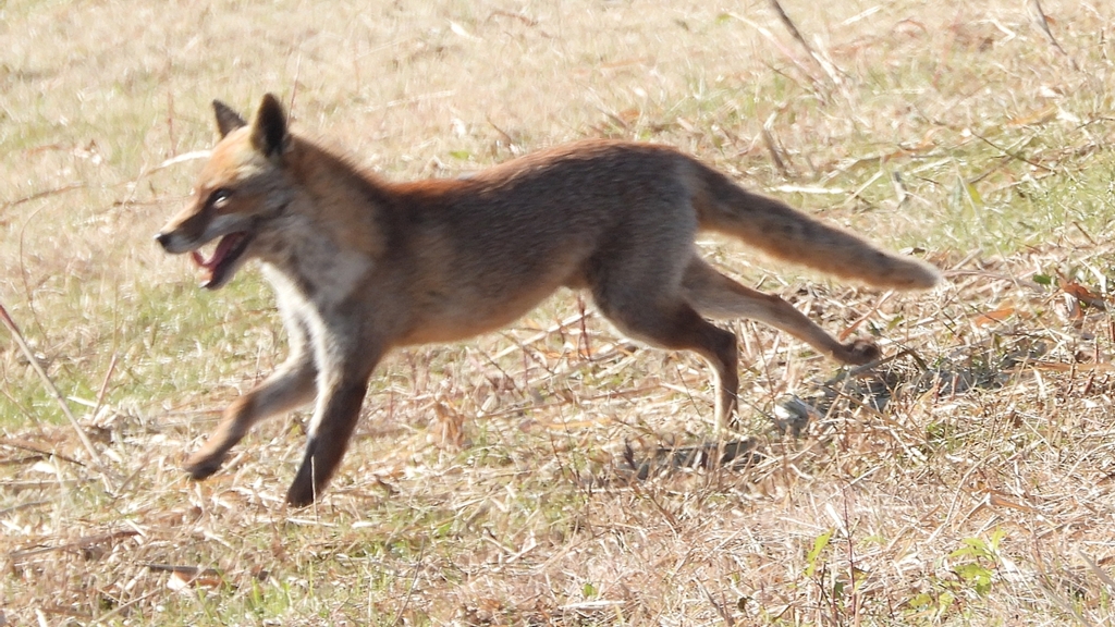 DSCN6761：キツネ