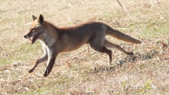 DSCN6761：キツネ